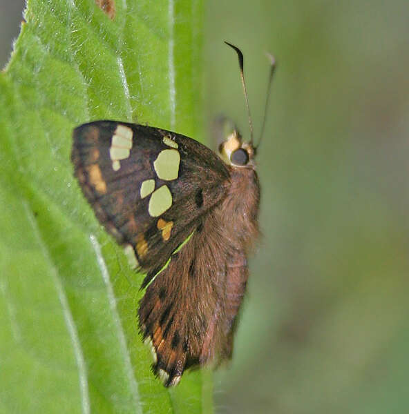 Plancia ëd Coladenia indrani