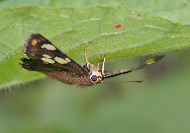 Plancia ëd Coladenia indrani