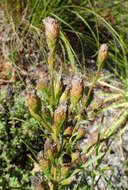 Слика од Liatris cylindracea Michx.