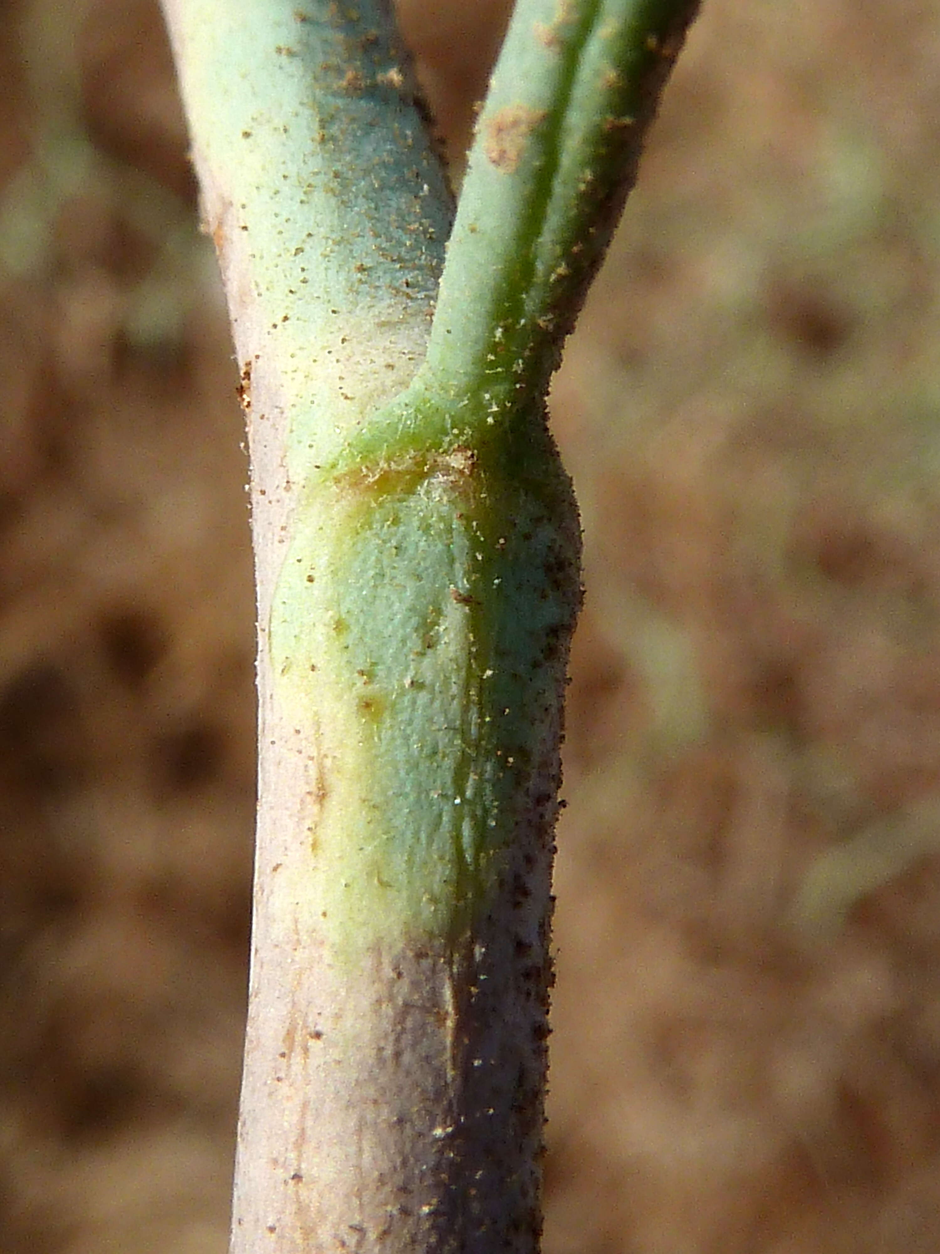 Image of Launaea arborescens (Batt.) Murb.