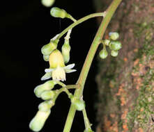 Dysoxylum pachyphyllum Hemsl.的圖片