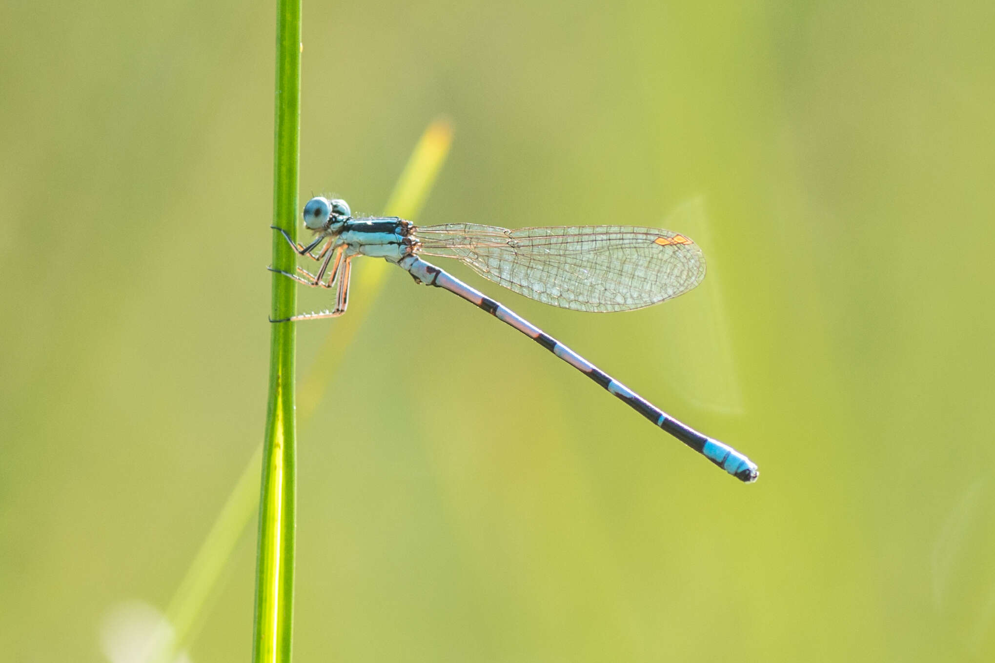 Image of Seepage Dancer