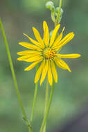 Silphium terebinthinaceum Jacq. resmi