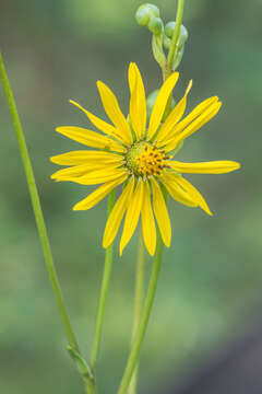 Image of prairie rosinweed