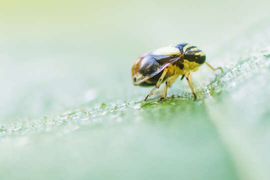 Image of Dogwood Spittlebug