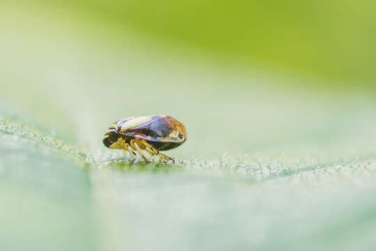 Image of Dogwood Spittlebug