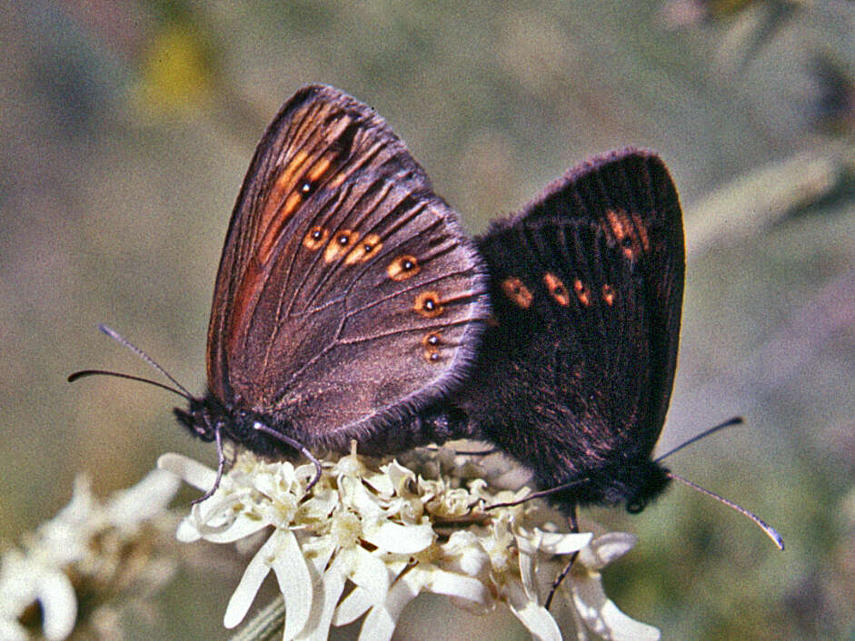 Image of Almond-eyed Ringlet