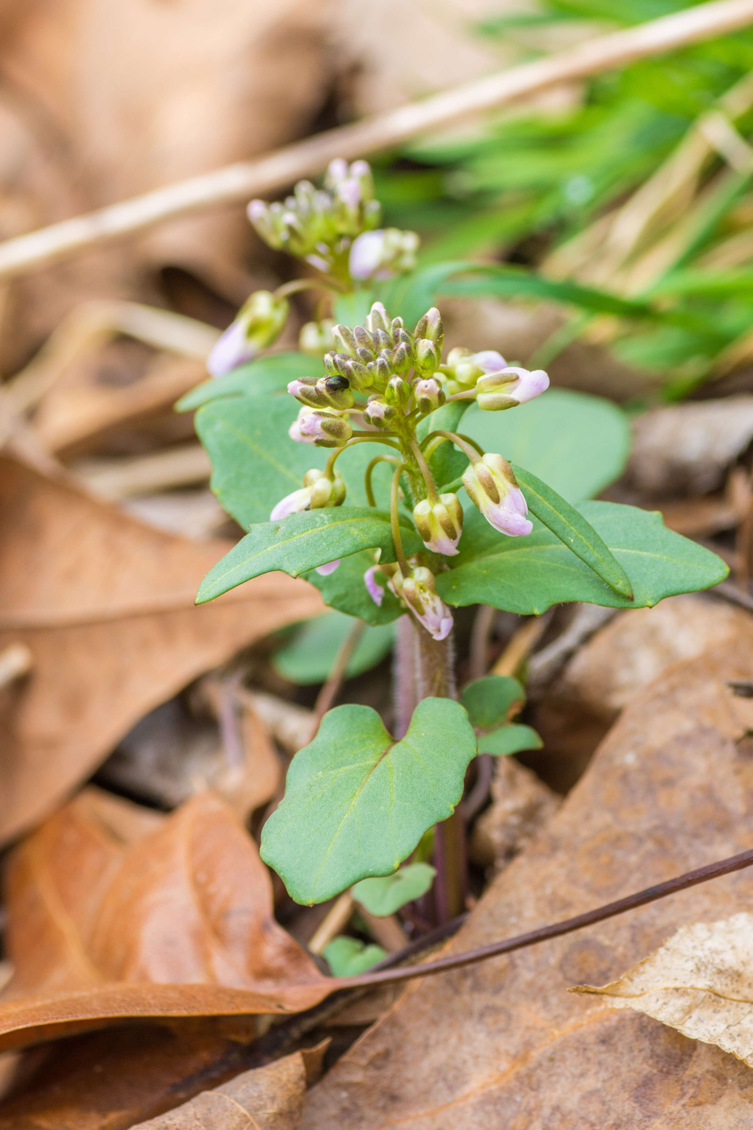 Image of Limestone Bittercress