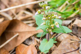 Image of Limestone Bittercress