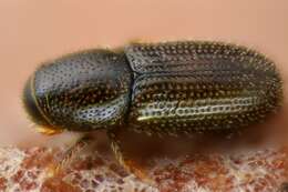 Image of Bark beetle