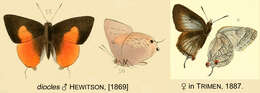 Image of Deudorix diocles Hewitson (1869)