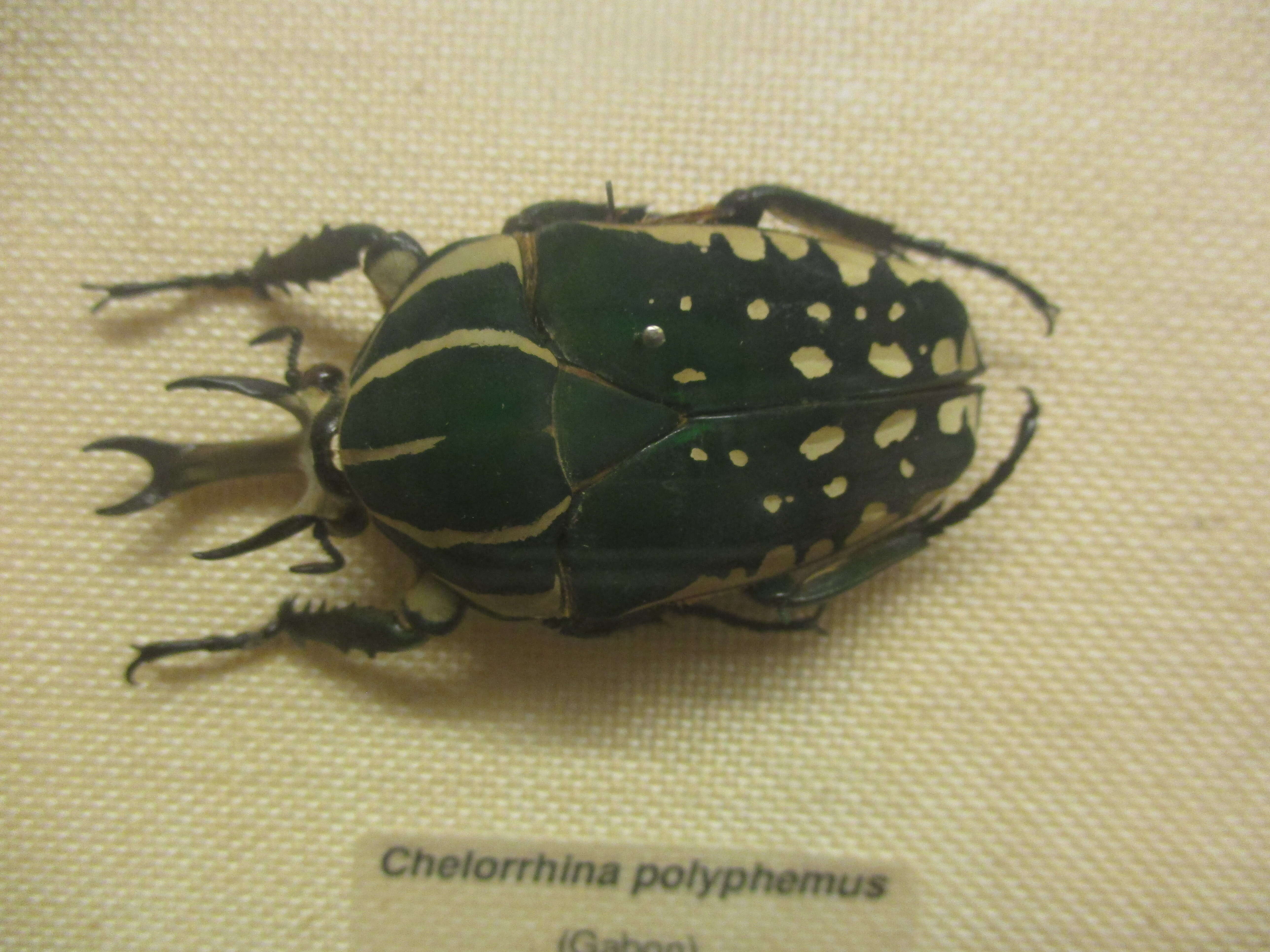 Image of Mecynorhina polyphemus (Fabricius 1781)