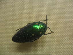 صورة Sternocera chrysis (Fabricius 1775)