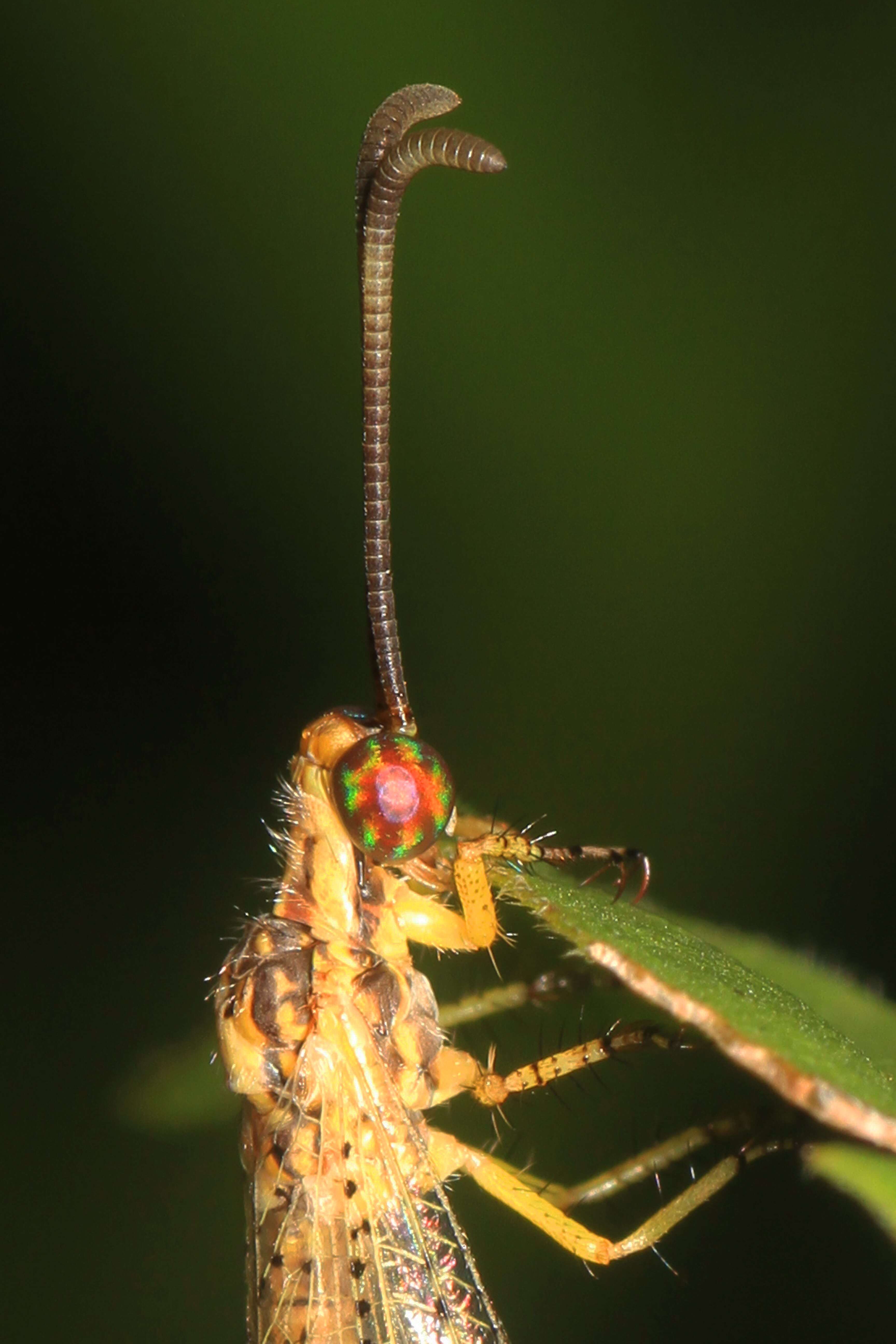 Image de Brachynemurus abdominalis (Say 1823)