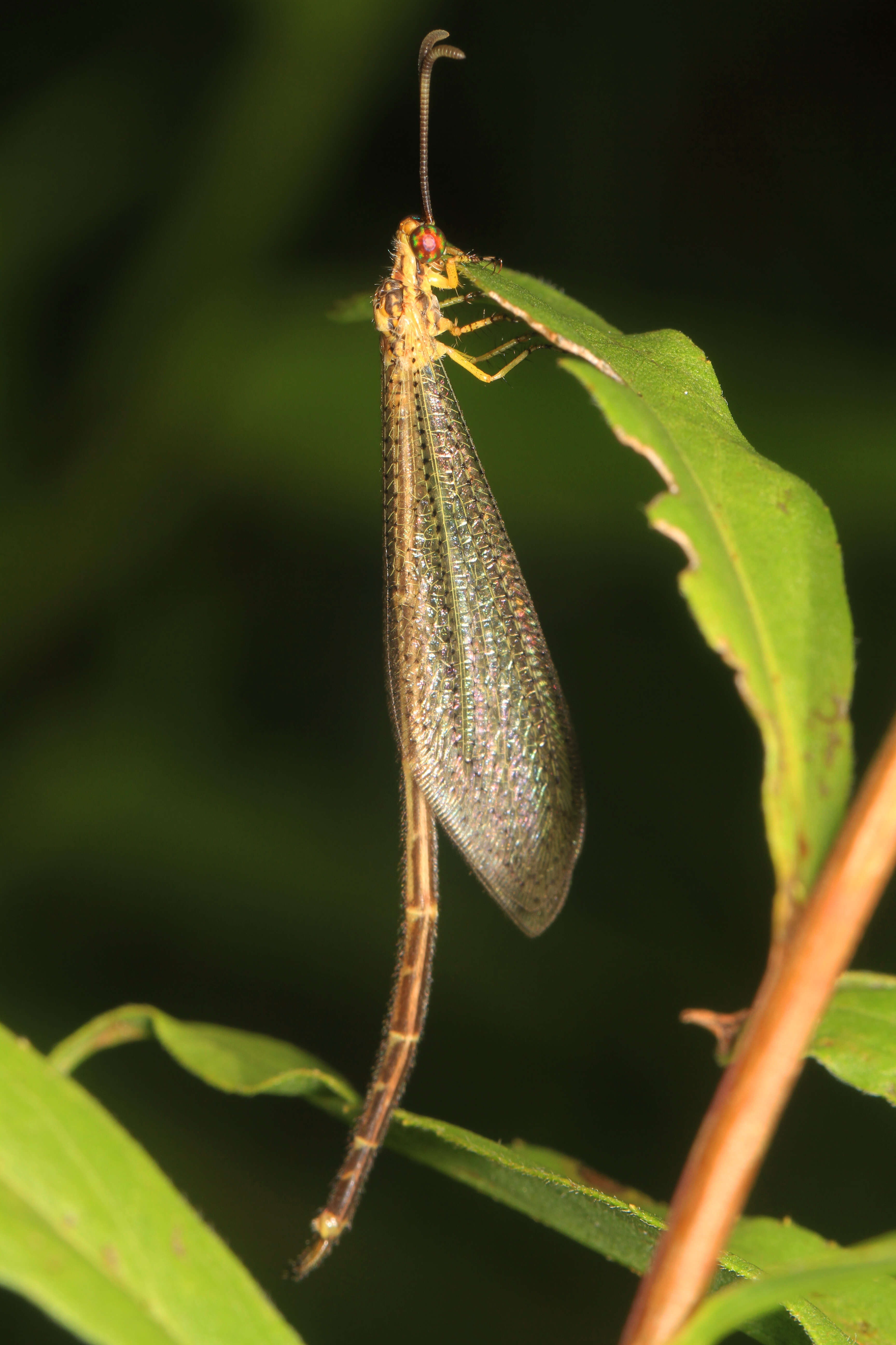 Image de Brachynemurus abdominalis (Say 1823)