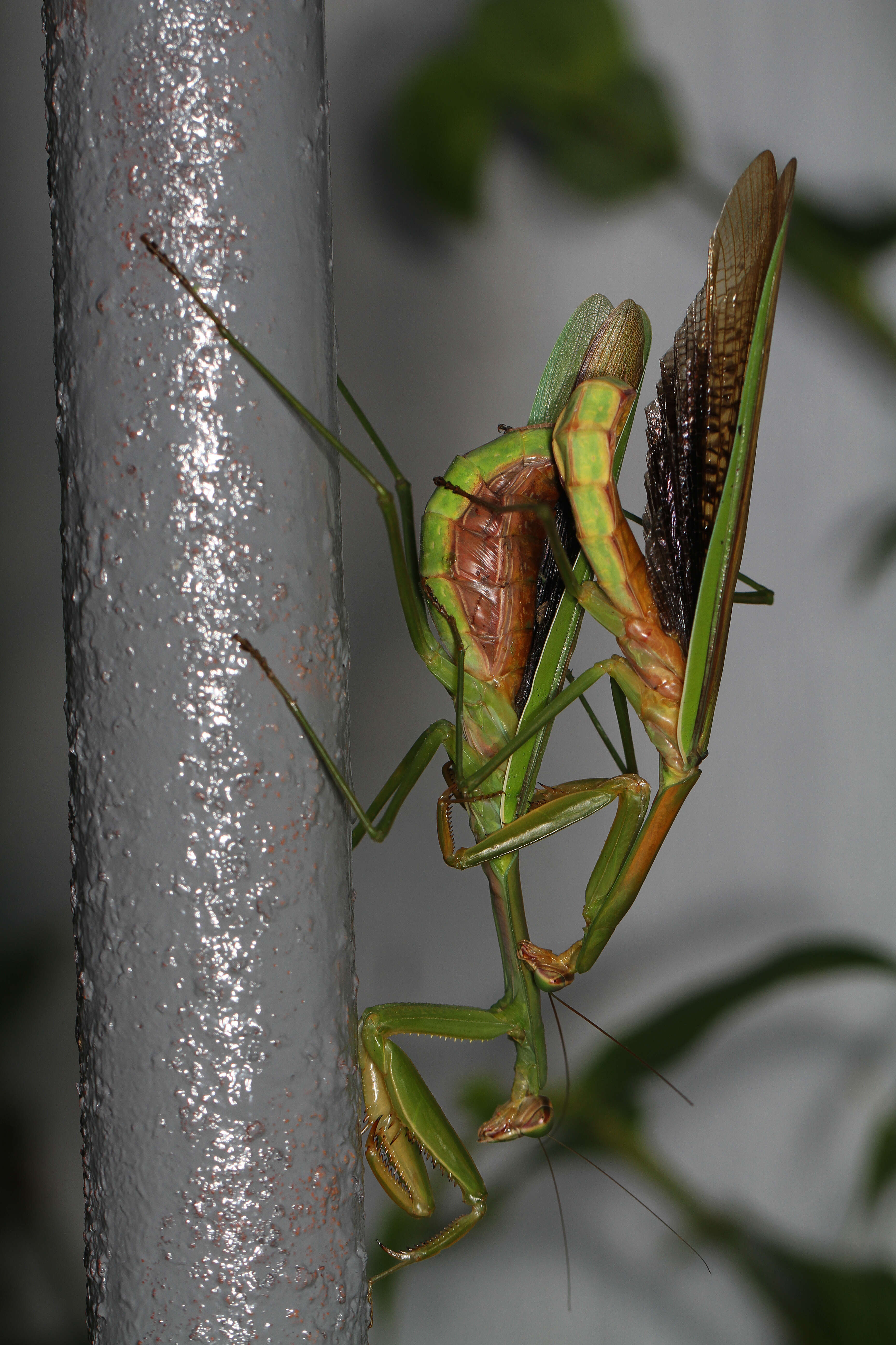 Image of Chinese mantis