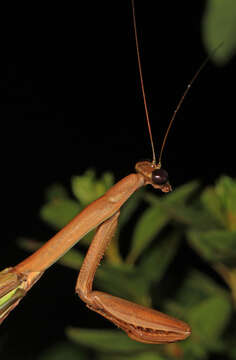 Image of Chinese mantis