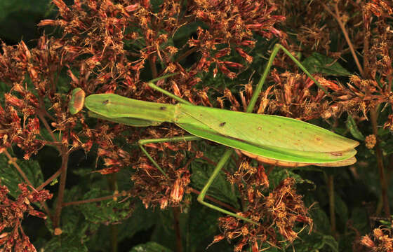 Image of Chinese mantis