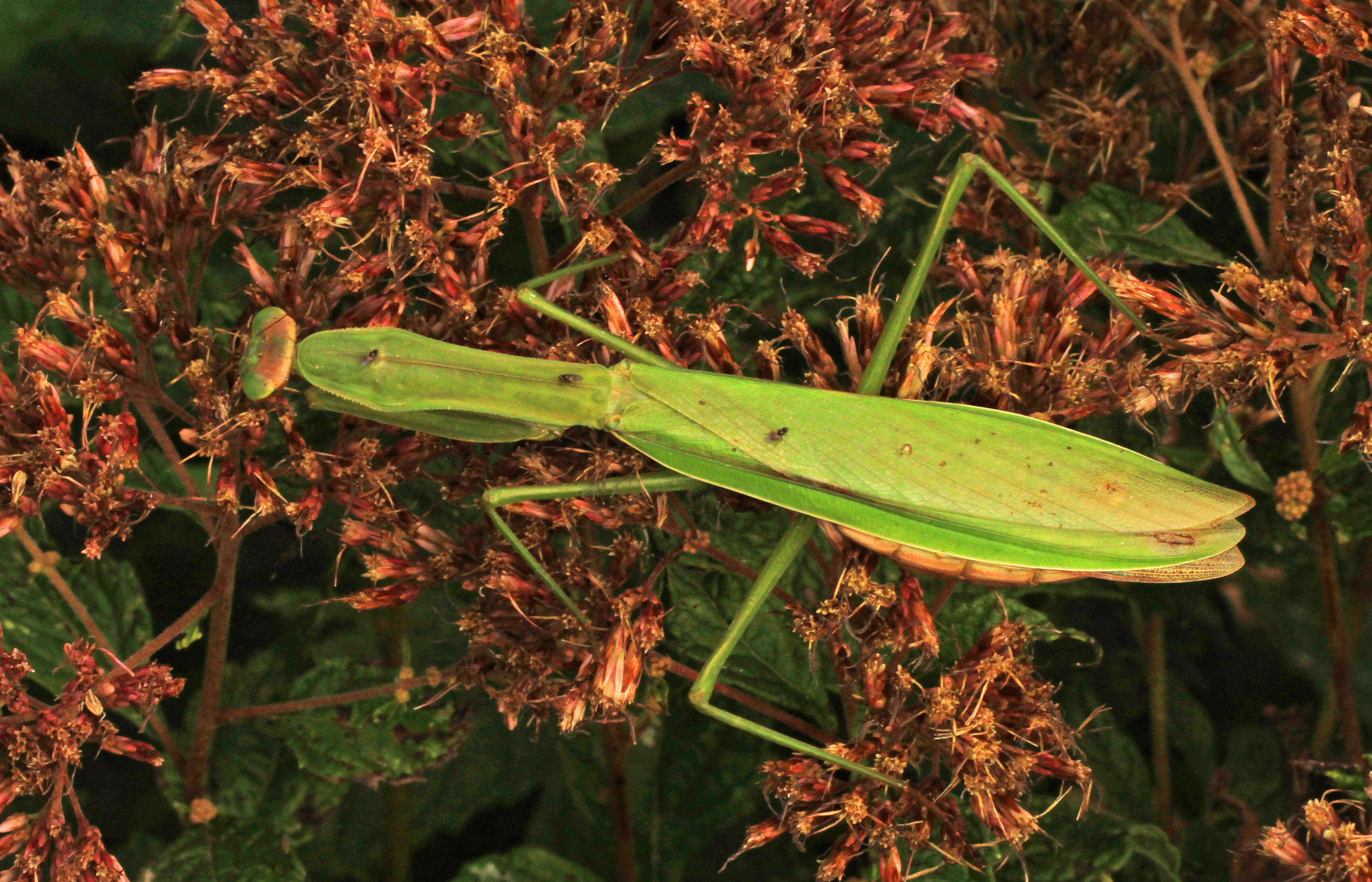 Image of Chinese mantis