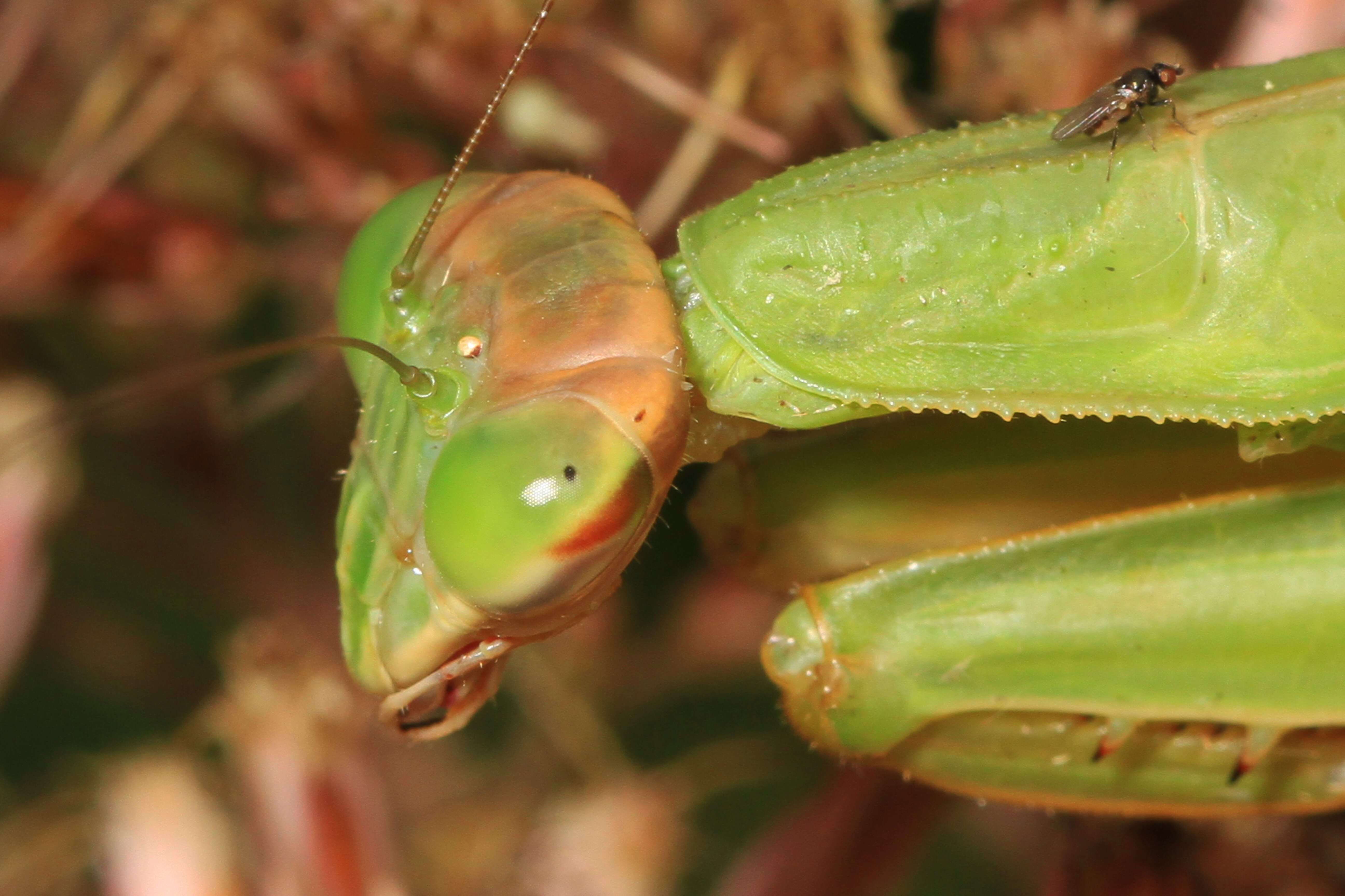 Image of Chinese mantis