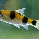 Image of Blotched filamented barb