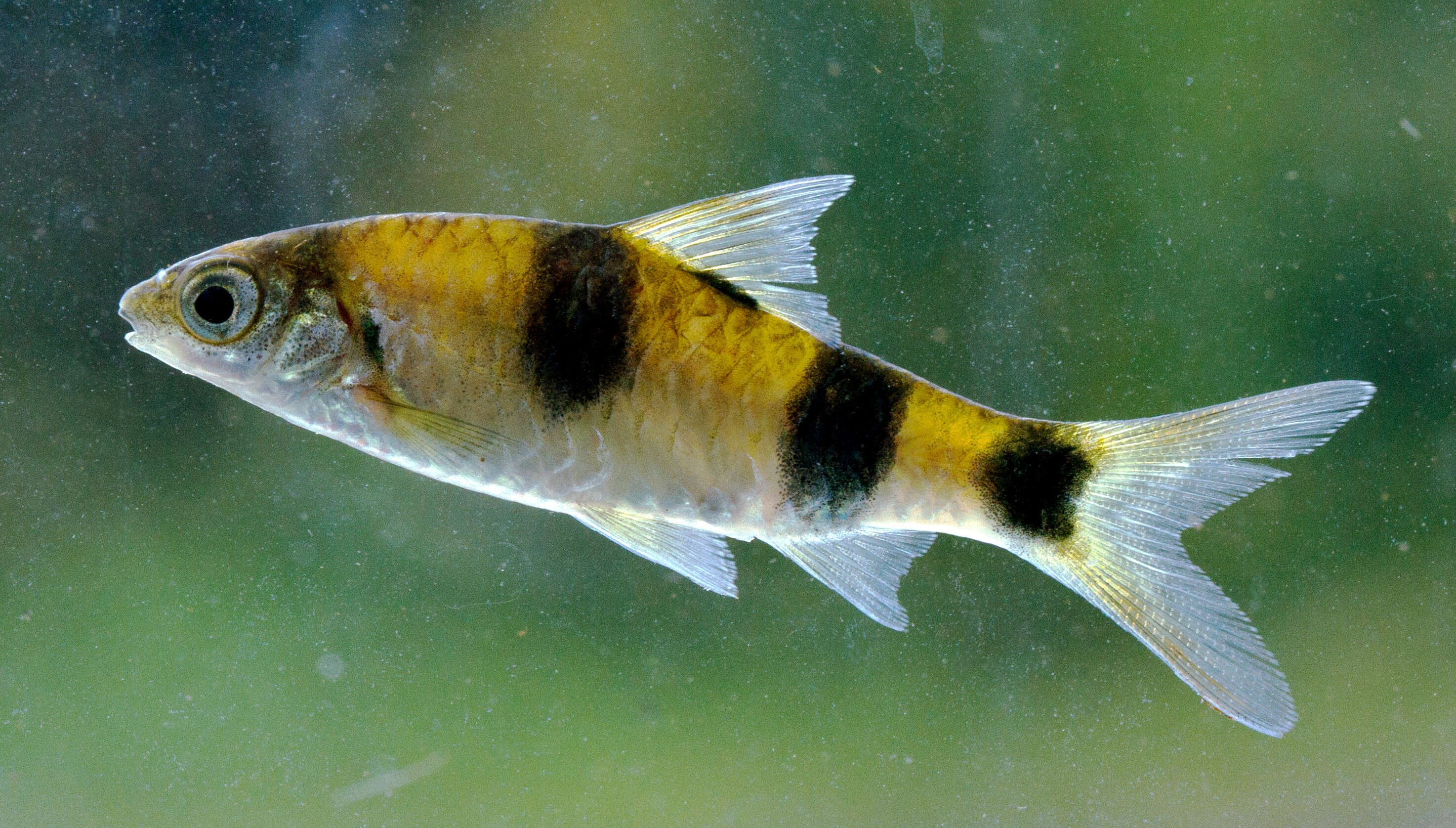 Image of Blotched filamented barb