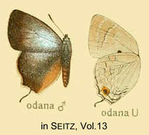 Image of Deudorix odana Druce 1887