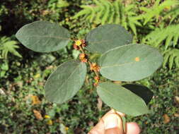 Image of Bridelia stipularis (L.) Blume