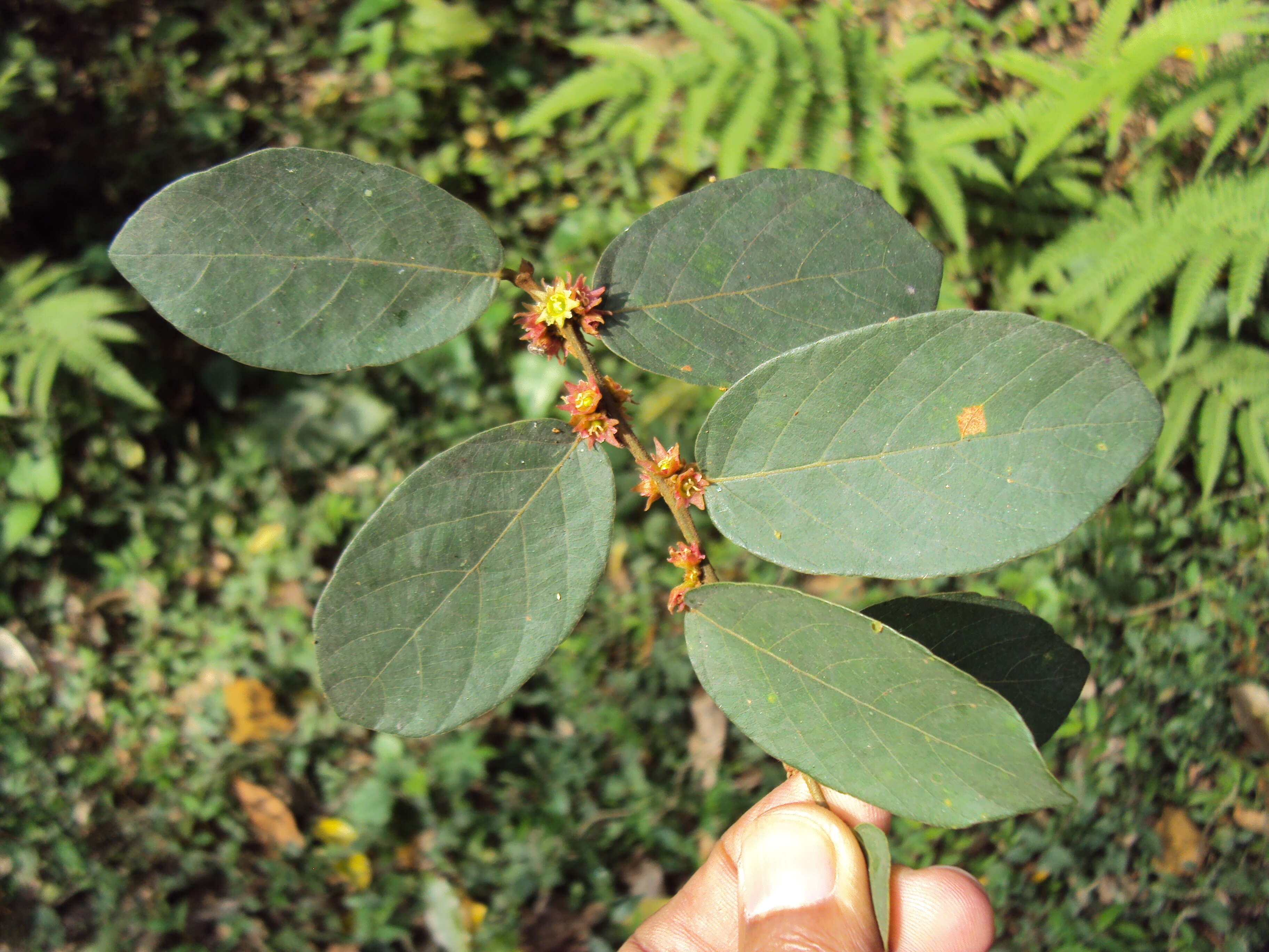 Image of Bridelia stipularis (L.) Blume