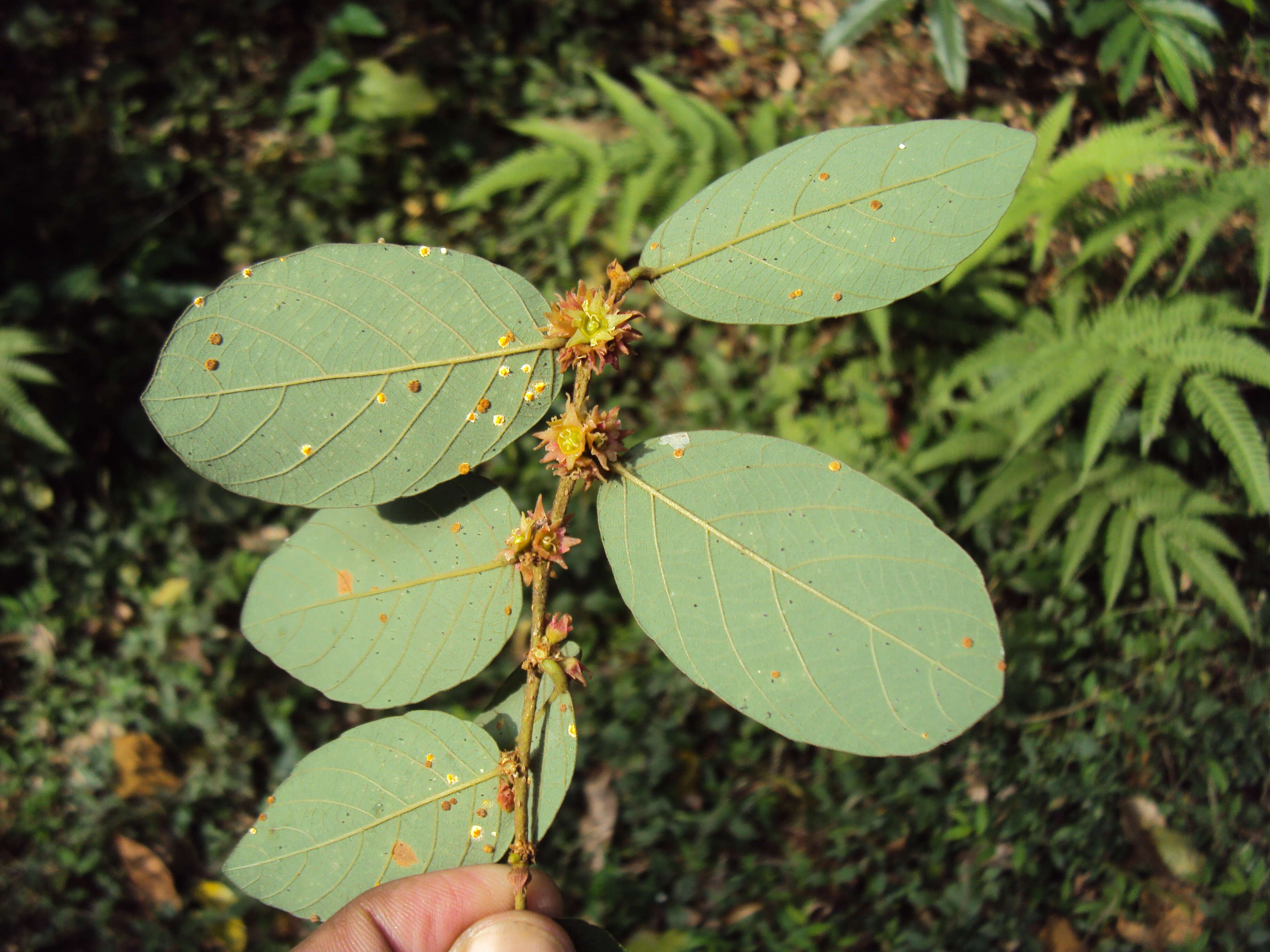 Image of Bridelia stipularis (L.) Blume