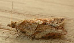 Image of Light brown apple moth