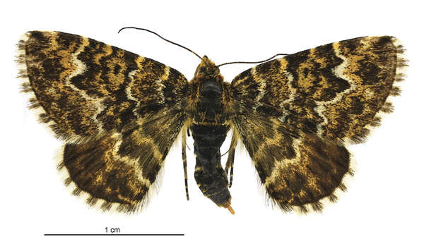 Image of Notoreas moth