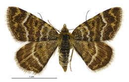 Image of Notoreas atmogramma Meyrick 1911