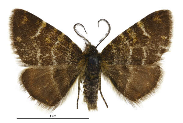 Image of Notoreas atmogramma Meyrick 1911