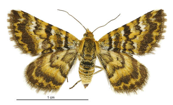 Image of Notoreas casanova