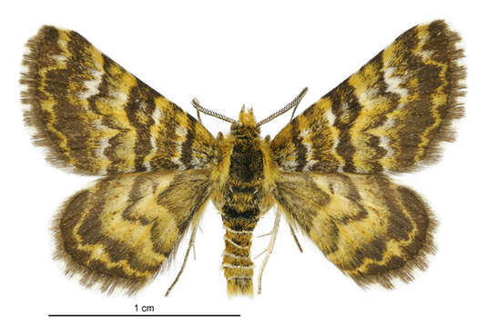 Image of Notoreas casanova