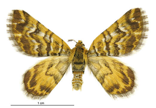 Image of Notoreas edwardsi