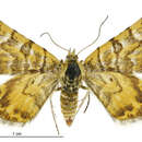 Image of Notoreas edwardsi