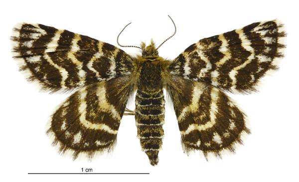 Image of Notoreas hexaleuca Meyrick 1914
