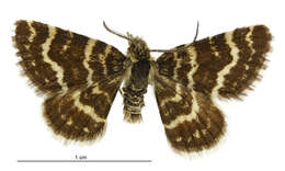 Image of Notoreas hexaleuca Meyrick 1914