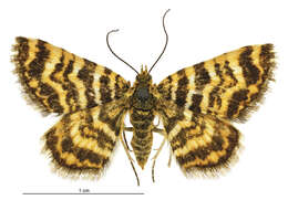 Image of Notoreas isomoera Prout 1939