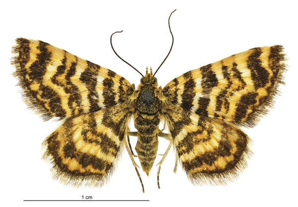 Image of Notoreas isomoera Prout 1939