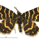 Image of Notoreas isomoera Prout 1939