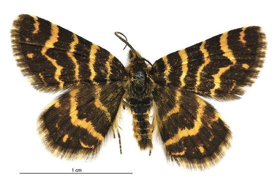 Image of Notoreas isomoera Prout 1939