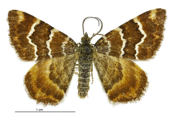 Image of Notoreas niphocrena Meyrick 1883