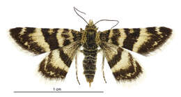 Image of Notoreas ortholeuca Hudson 1922