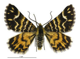 Image of Notoreas simplex Hudson 1898