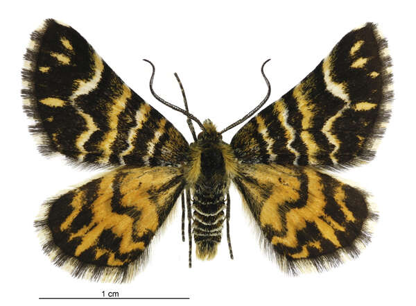 Image of Notoreas simplex Hudson 1898