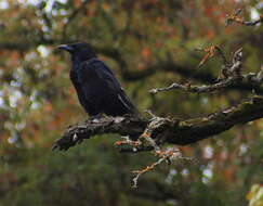 Image of Carrion Crow