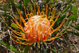 Imagem de Leucospermum gerrardii Stapf